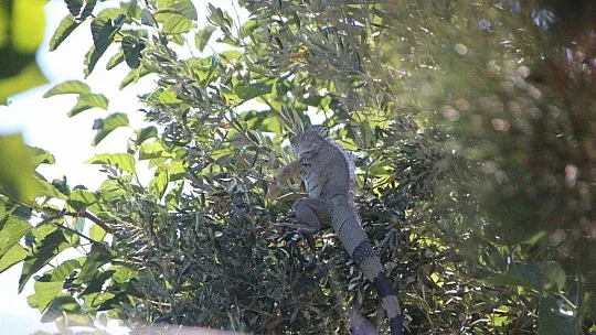 Bodrum'da iguana alarmı