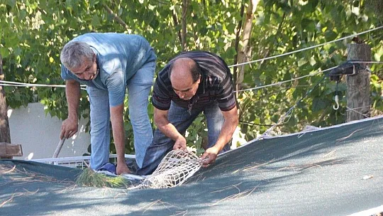 Bodrum'da iguana alarmı