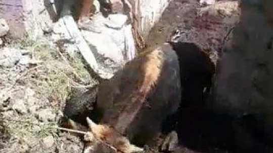 Bodrum'da itfaiye ekipleri 12 saatte 12 olaya müdahale etti