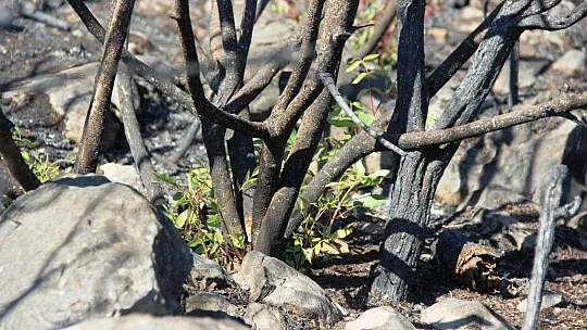 Bodrum'da kül olan ormanlar yeniden yeşeriyor