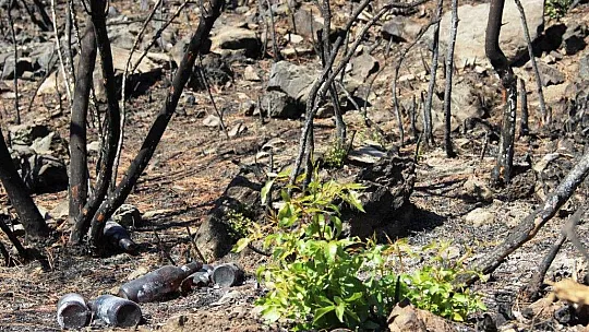 Bodrum'da kül olan ormanlar yeniden yeşeriyor