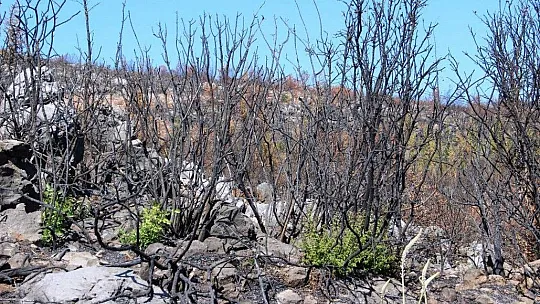 Bodrum'da kül olan ormanlar yeniden yeşeriyor