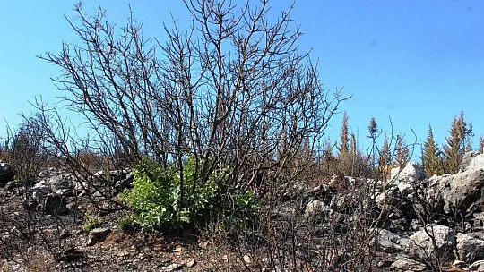 Bodrum'da kül olan ormanlar yeniden yeşeriyor
