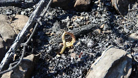 Bodrum'da kül olan ormanlar yeniden yeşeriyor