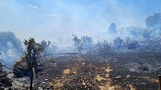 Bodrum'da makilik yangını