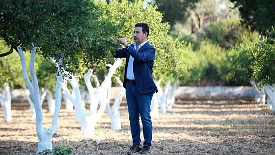 BODRUM'DA MANDALİNALARA DİJİTAL KİMLİK VERİLECEK