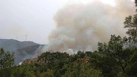Bodrum'da orman yangını
