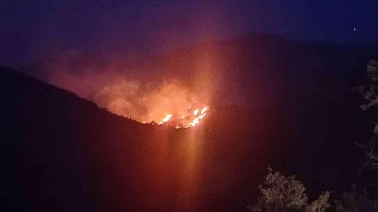 Bodrum'da orman yangını