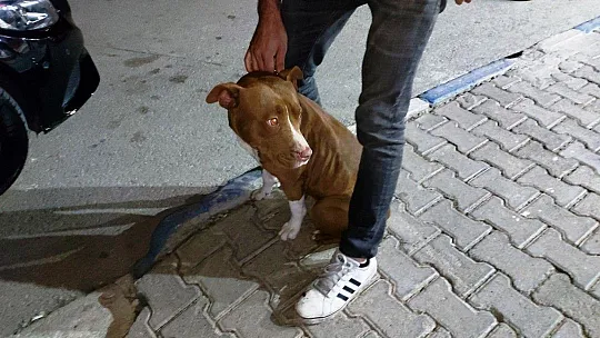Bodrum'da pitbull saldırısı güvenlik kameralarına yansıdı