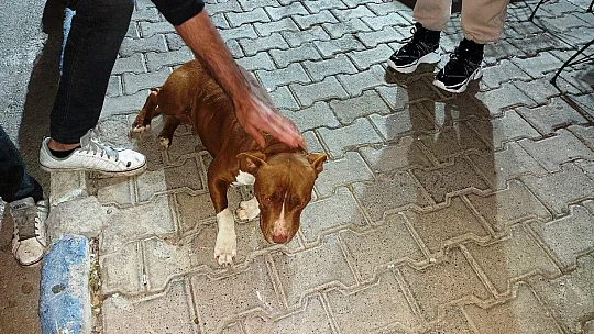 Bodrum'da pitbull saldırısı güvenlik kameralarına yansıdı