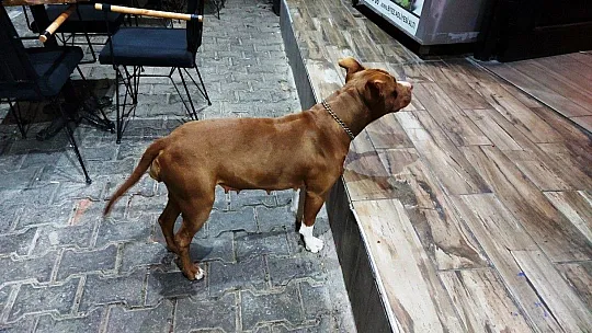 Bodrum'da pitbull saldırısı güvenlik kameralarına yansıdı