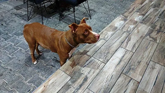 Bodrum'da pitbull saldırısı güvenlik kameralarına yansıdı