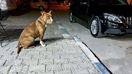 Bodrum'da pitbull saldırısı güvenlik kameralarına yansıdı
