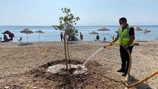 Bodrum'da sahiller ağaçlandırılıyor