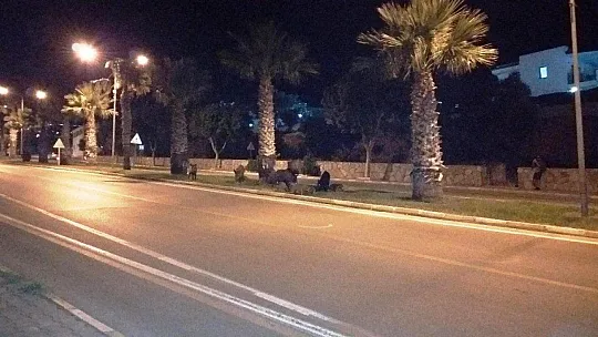 Bodrum'da şehre inen domuz ailesi ilgi odağı oldu