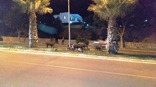 Bodrum'da şehre inen domuz ailesi ilgi odağı oldu