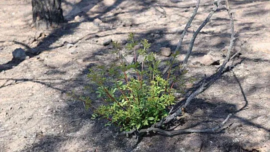 Bodrum'da yanan alanlar eski kimliğine kavuşması için akademisyenler çalışma başlattı