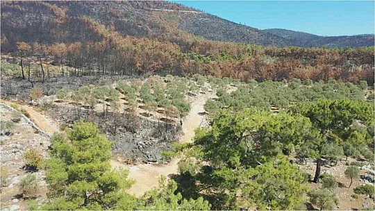 Bodrum'da yanan alanlar eski kimliğine kavuşması için akademisyenler çalışma başlattı