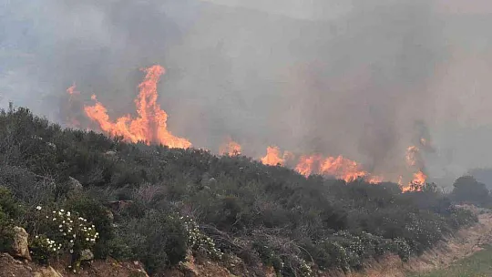 Bodrum'daki orman yangını 6 saat sonunda kontrol altına alındı