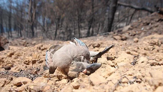 Bodrum'daki yangın bölgesinde risk devam ediyor