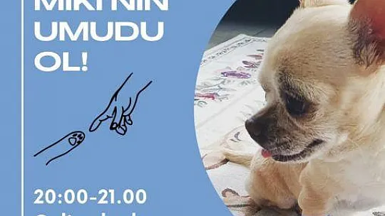 Müzayede 'Miki' için mezat yapacak