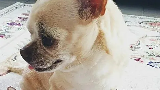 Müzayede 'Miki' için mezat yapacak