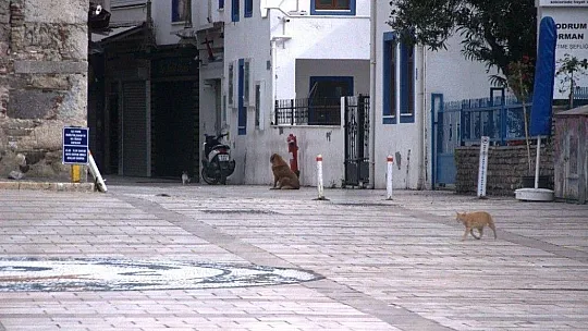 Bodrum sahili çocuklara kaldı