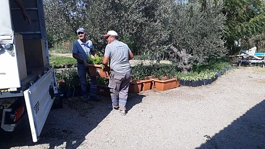 Bodrum'u güzelleştirmek için kendileri yetiştiriyor