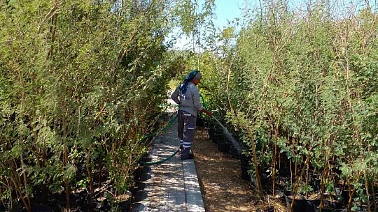 Bodrum'u güzelleştirmek için kendileri yetiştiriyor