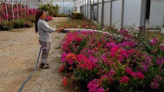 Bodrum'u güzelleştirmek için kendileri yetiştiriyor