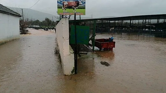 Bodrum yine kabusu yaşıyor