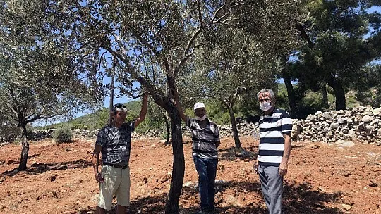 Bodrum Ziraat Odası üreticileri bilgilendiriyor