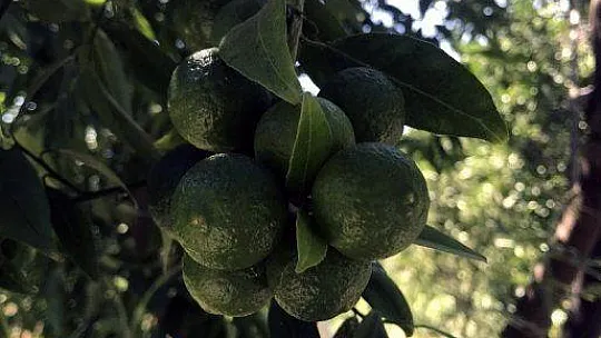 Bodrum Ziraat Odası üreticileri bilgilendiriyor