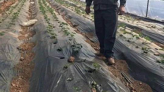 Bodrum Ziraat Odasından üreticilere ziyaret