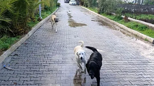 Bodrum'da ekipler, su taşkınlarına karşı teyakkuzda