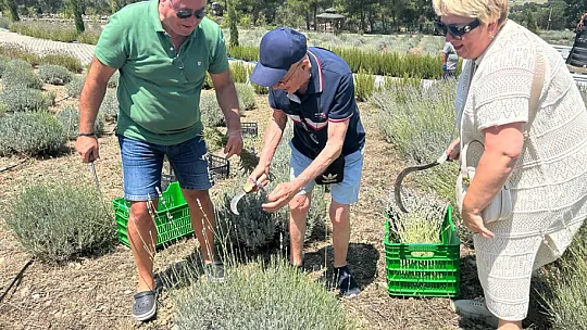 Lavanta Hasadı Başladı