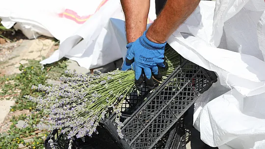 Lavanta Hasadı Başladı