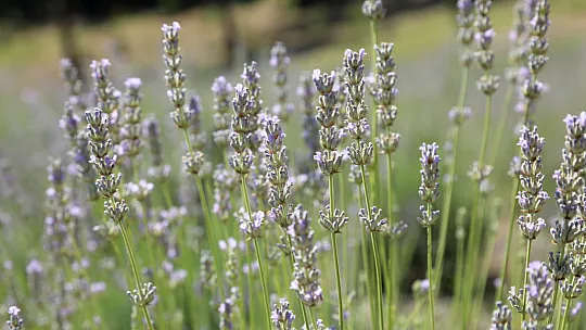 Lavanta Hasadı Başladı
