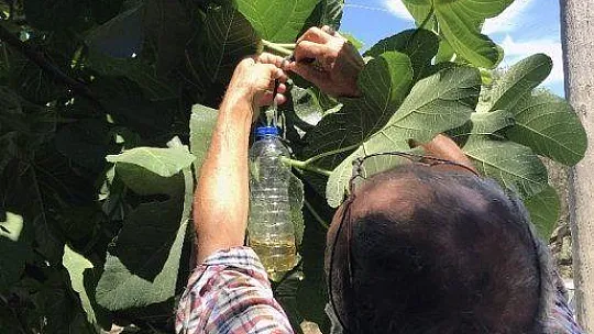 Bodrumlu çiftçiler bilgilendiriliyor