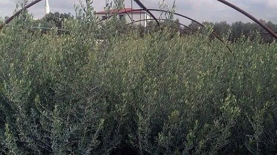 Bodrumlu üreticilerden Gemlik zeytini talebi