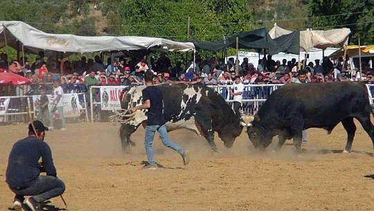 Boğalar eğitim yararına güreşti