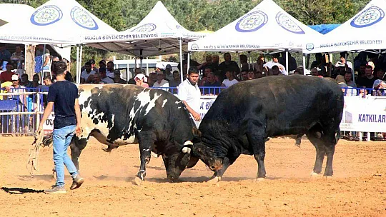 Boğalar eğitim yararına güreşti