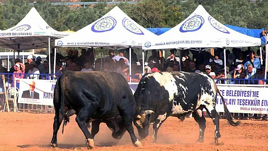 Boğalar eğitim yararına güreşti
