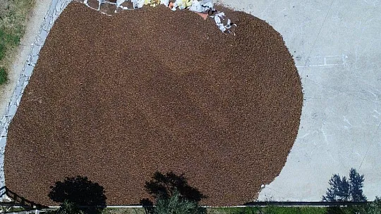 Bu çam ormanlarına yıllardır yangın girmiyor