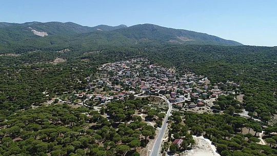 Bu çam ormanlarına yıllardır yangın girmiyor