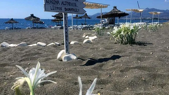 Bu çiçeği koparmanın cezası araba parası
