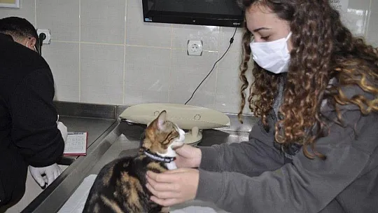 Bu da down sendromlu sevimli kedi