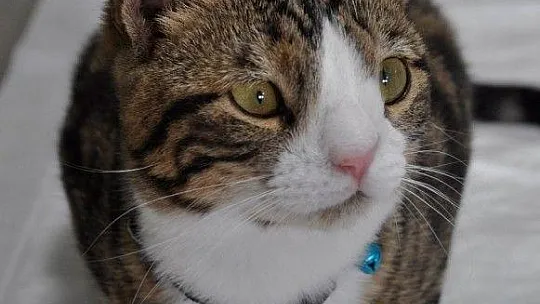 Bu da down sendromlu sevimli kedi