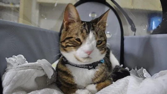 Bu da down sendromlu sevimli kedi