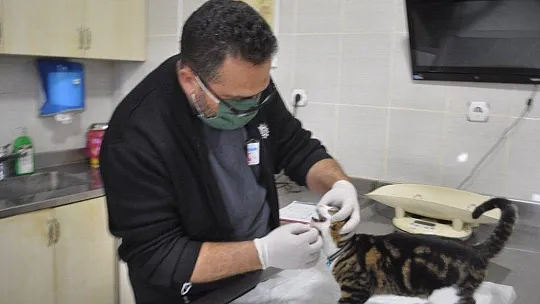 Bu da down sendromlu sevimli kedi